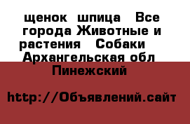 щенок  шпица - Все города Животные и растения » Собаки   . Архангельская обл.,Пинежский 